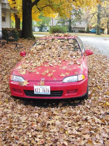 2007: Leaf Disposal